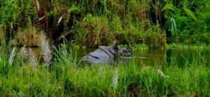 Rhino in the jungle of Chitwan National Park