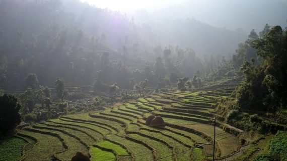 nepal Rice field