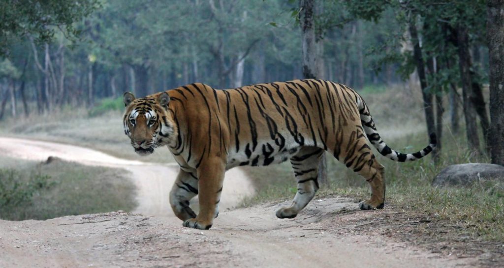 Bardia Tiger