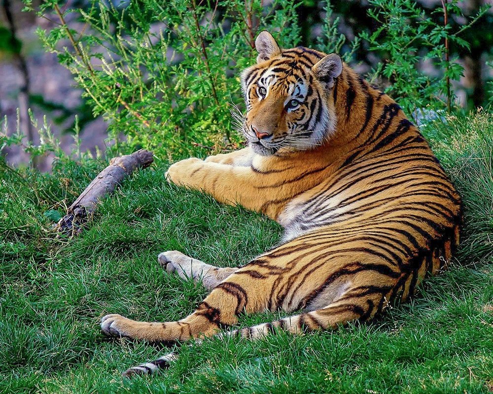 Bardia Tiger Trails Image