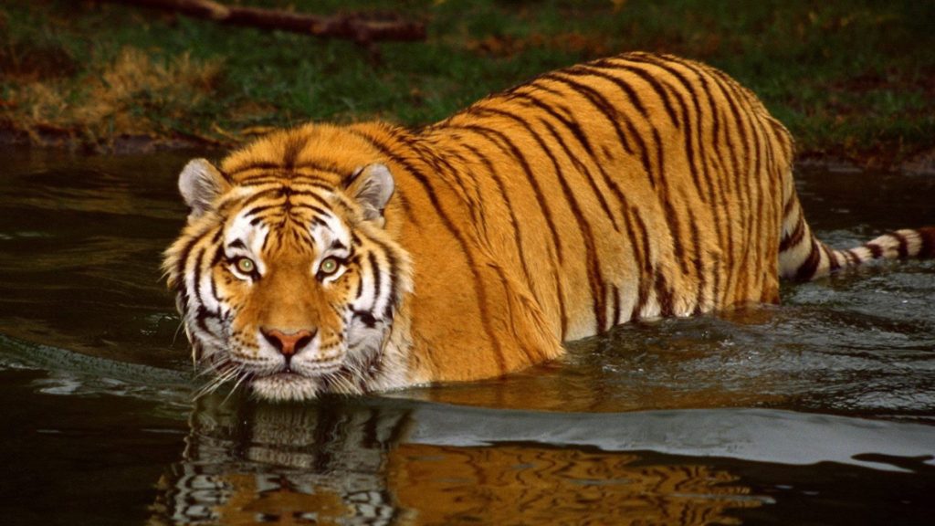 Bengal Tiger