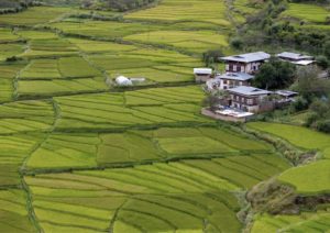 Bhutan rice fields