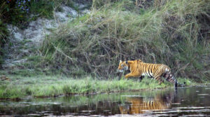 Chitwan Jungle Safari
